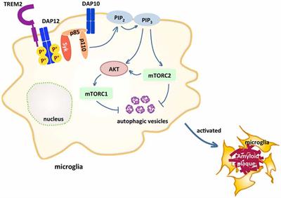 TREM2-Dependent Effects on Microglia in Alzheimer’s Disease